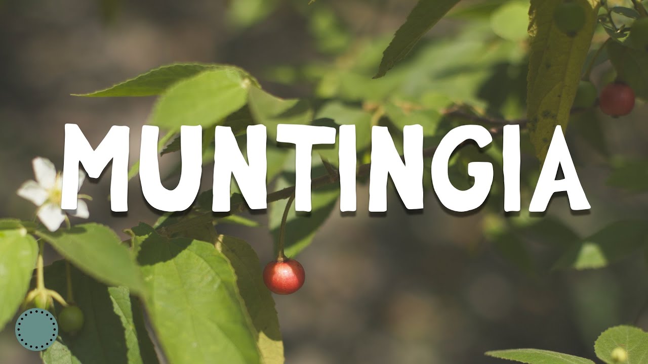 How to Grow ~ Strawberry Tree / Jamaican Cherry (Muntingia)