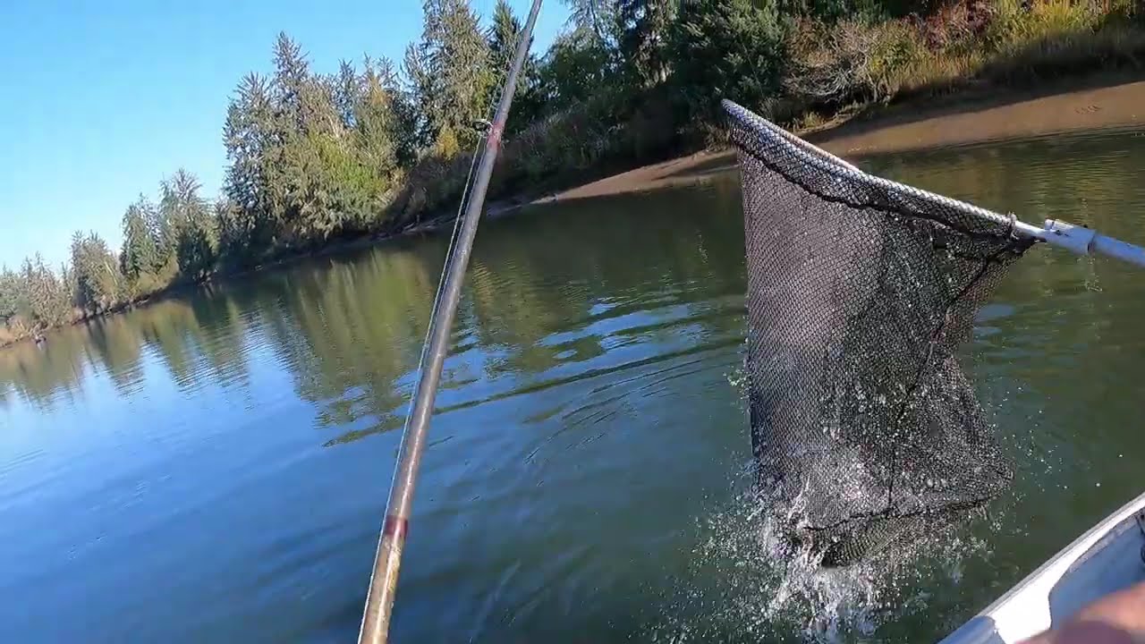 Chehalis salmon fishing 2025 part 3