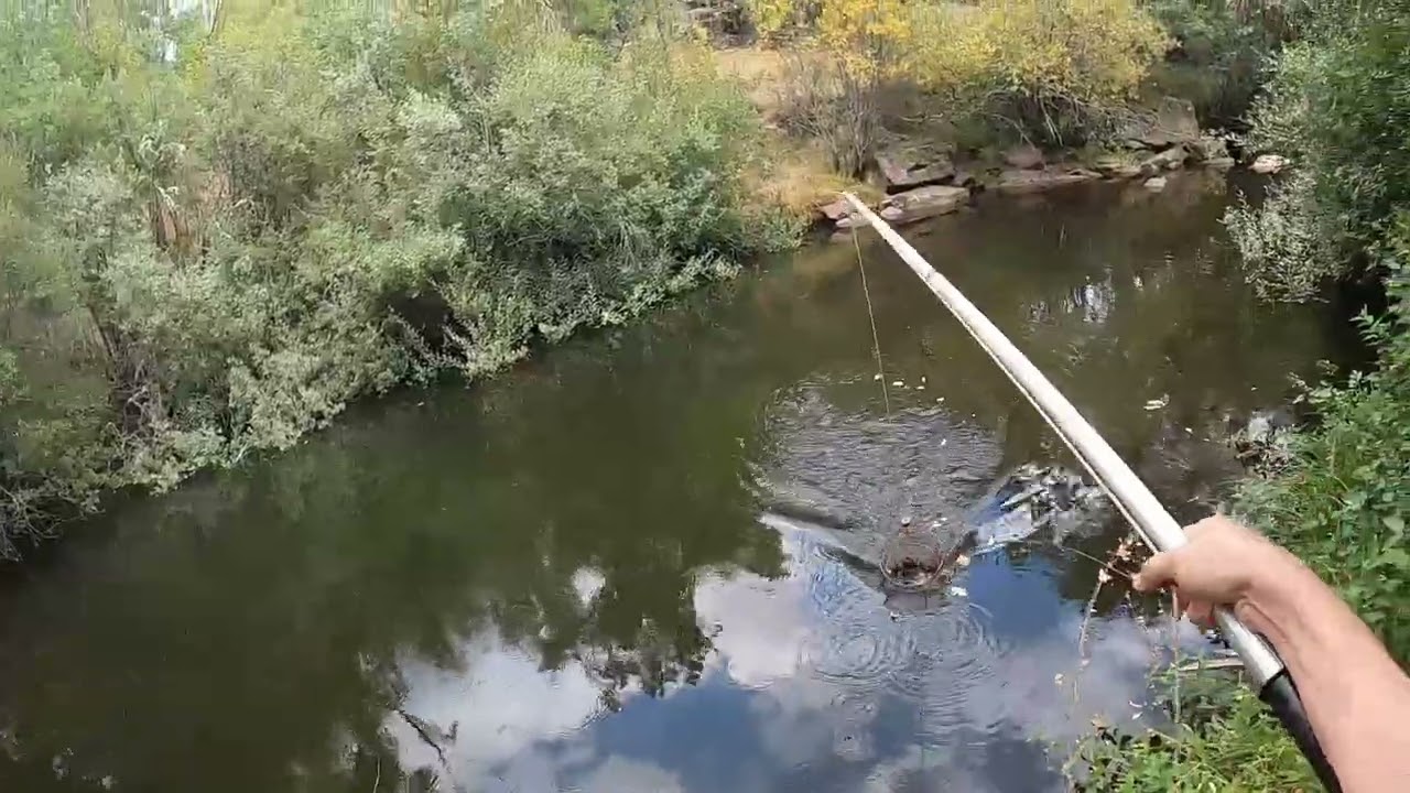 Buenas reteladas de cangrejo señal se parten las cuerdas