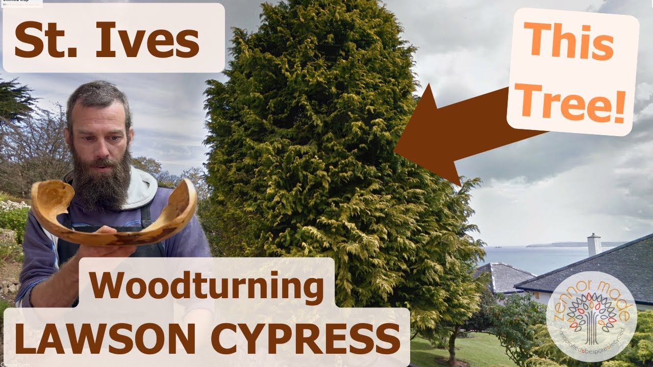 Woodturning St Ives LAWSON CYPRESS Live Edge Bowl - Swept wings like a wave!