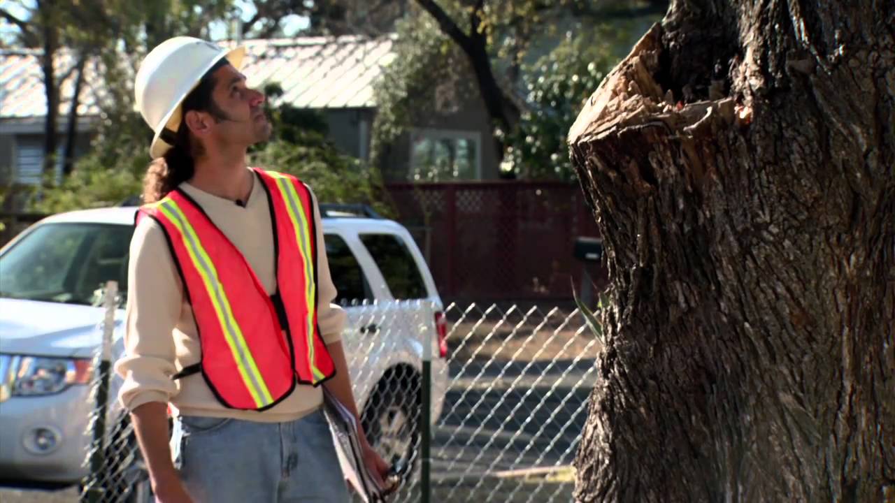 Austin's Trees