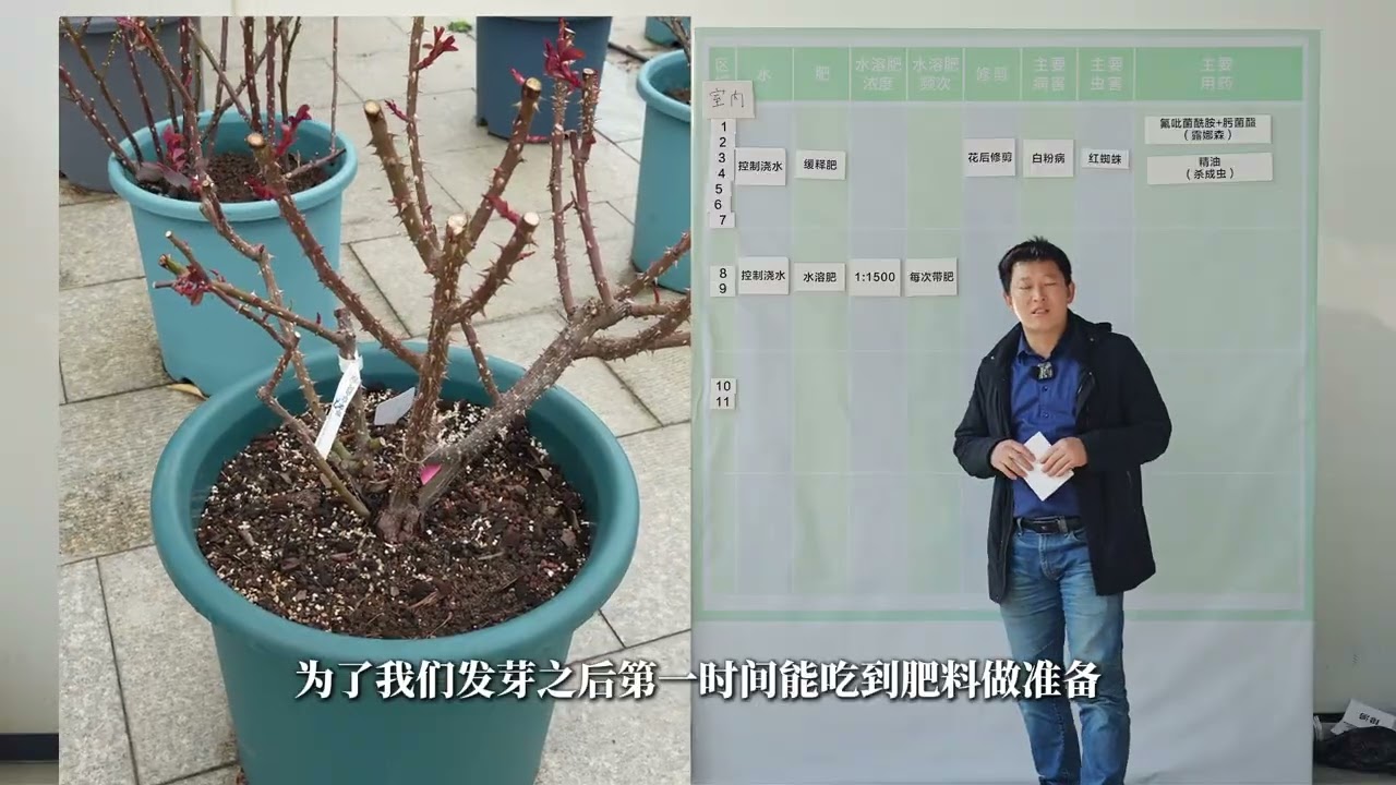 【天狼说月季】2月养护指南，适合给月季查漏补缺