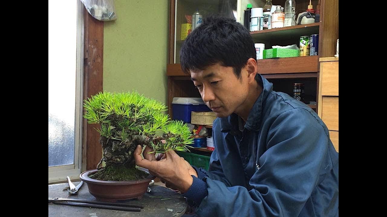 Incomparable restyling !! Before and after for twelve bonsai trees - by Naoki Maeoka