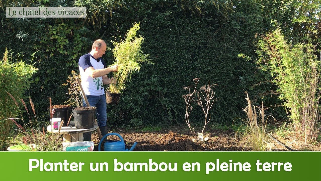 Comment planter un bambou en pleine terre