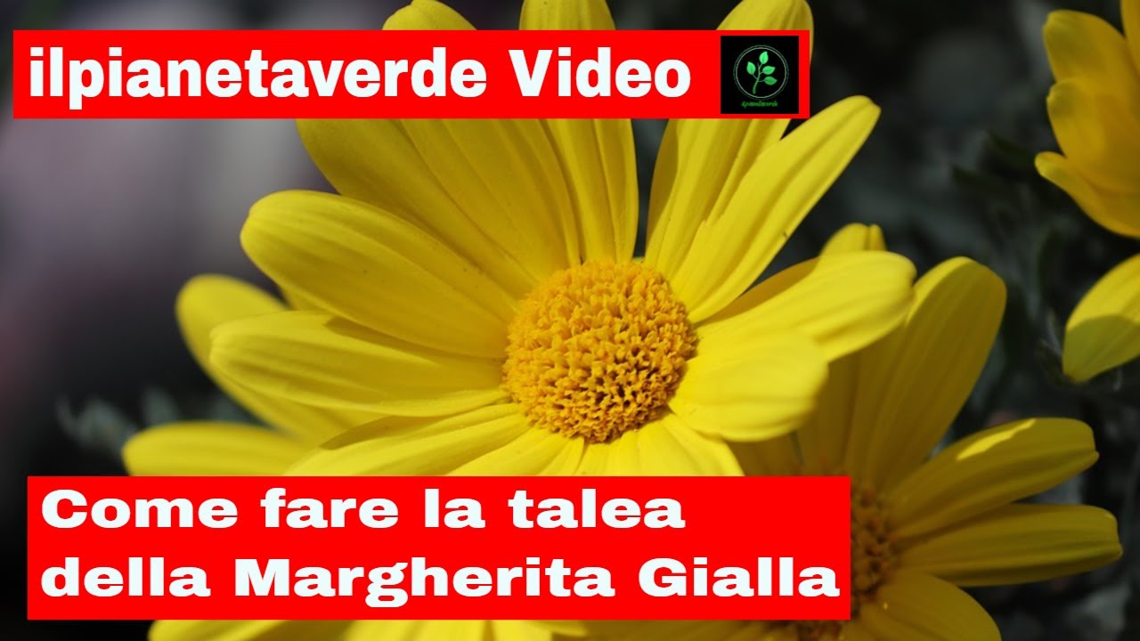 Come riprodurre con la talea la margherita Gialla ( Euryops Pectinatus )