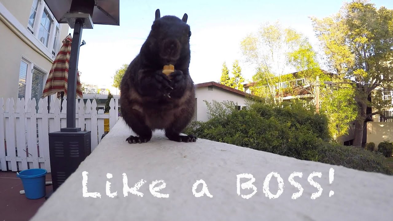 BOSS Squirrel
