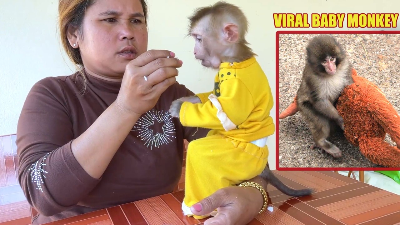Viral Baby Monkey at Japan is Different From This Monkey (Abandoned Baby Monkey In Japan)