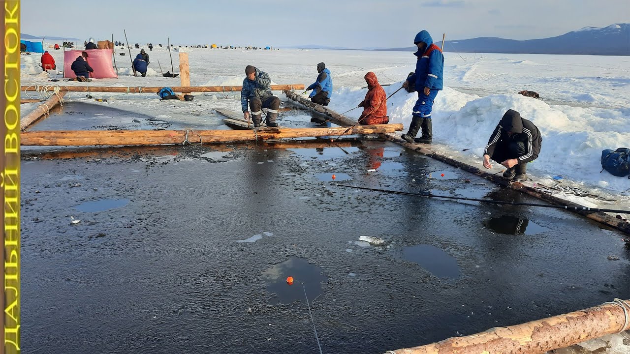 Весенняя рыбалка на корюшку с ловушки  Чныррах  Самодурами