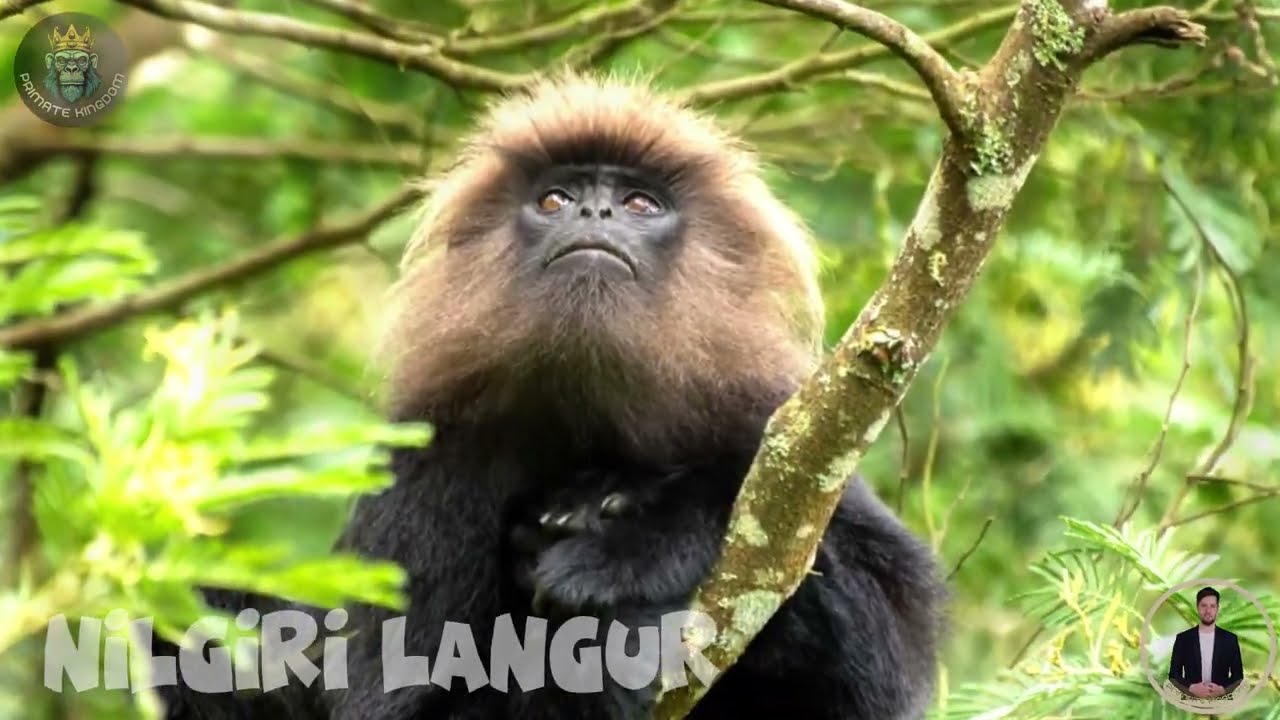 Can You Handle the CUTENESS of These 8 Asian Monkey Species?