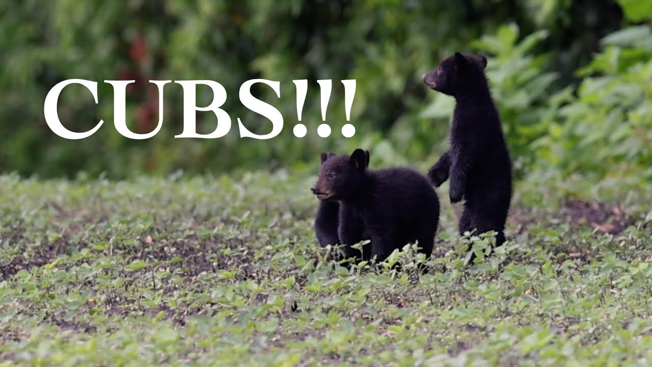 Black Bear Cubs Playing
