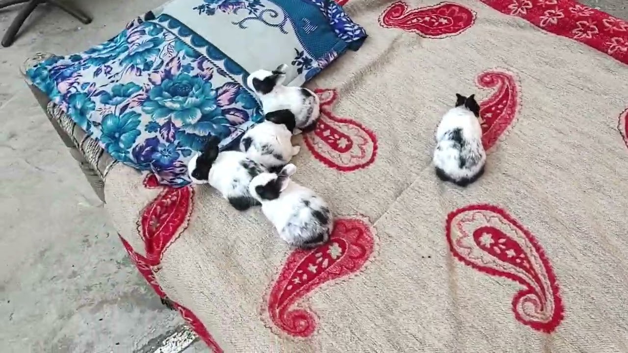 Cute bunny babies taking a sun bath🌞my full week masti kerte huye🐇🫰#shortvideo #mycuterabbit