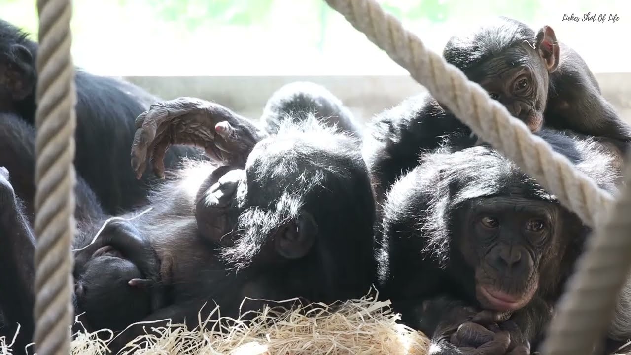 BONOBO FAMILY TIME WITH NEW BORN BABY