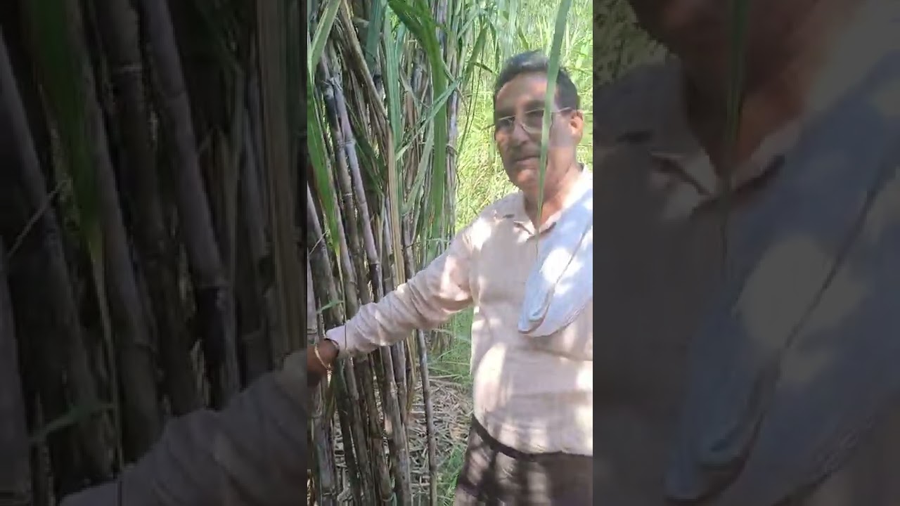 Benefits of ring pit method of Sugarcane