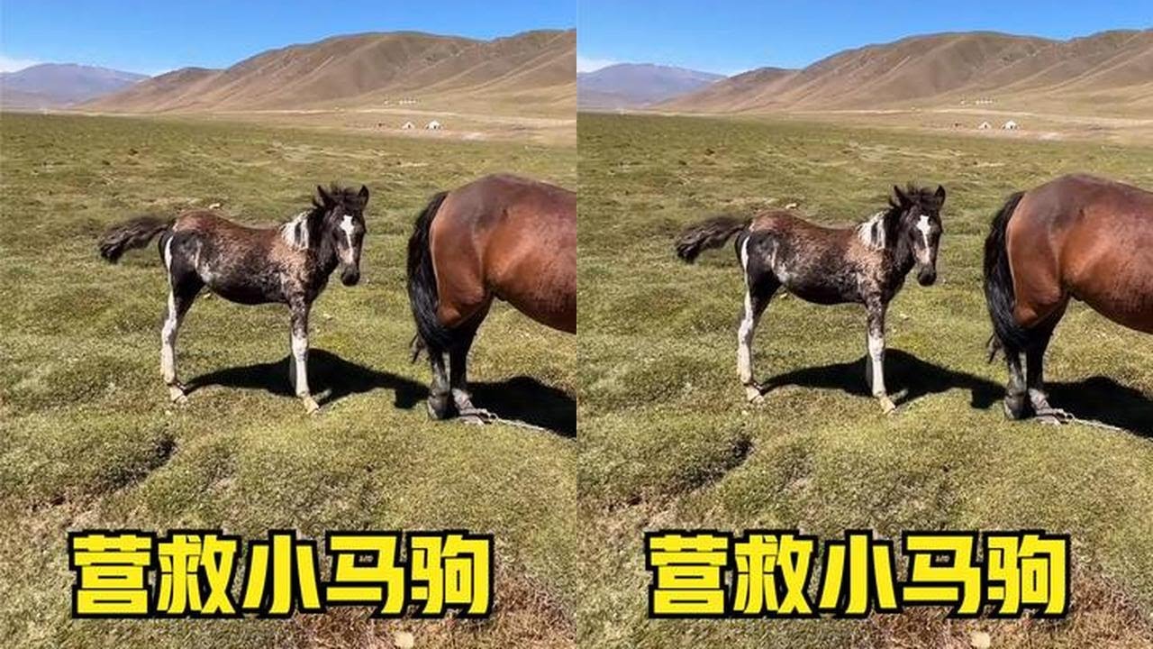 营救陷入沼泽地的小马，语言不通，老奶奶如此的淡定，给我急的一脑门汗啊 #草原生活 #牧民