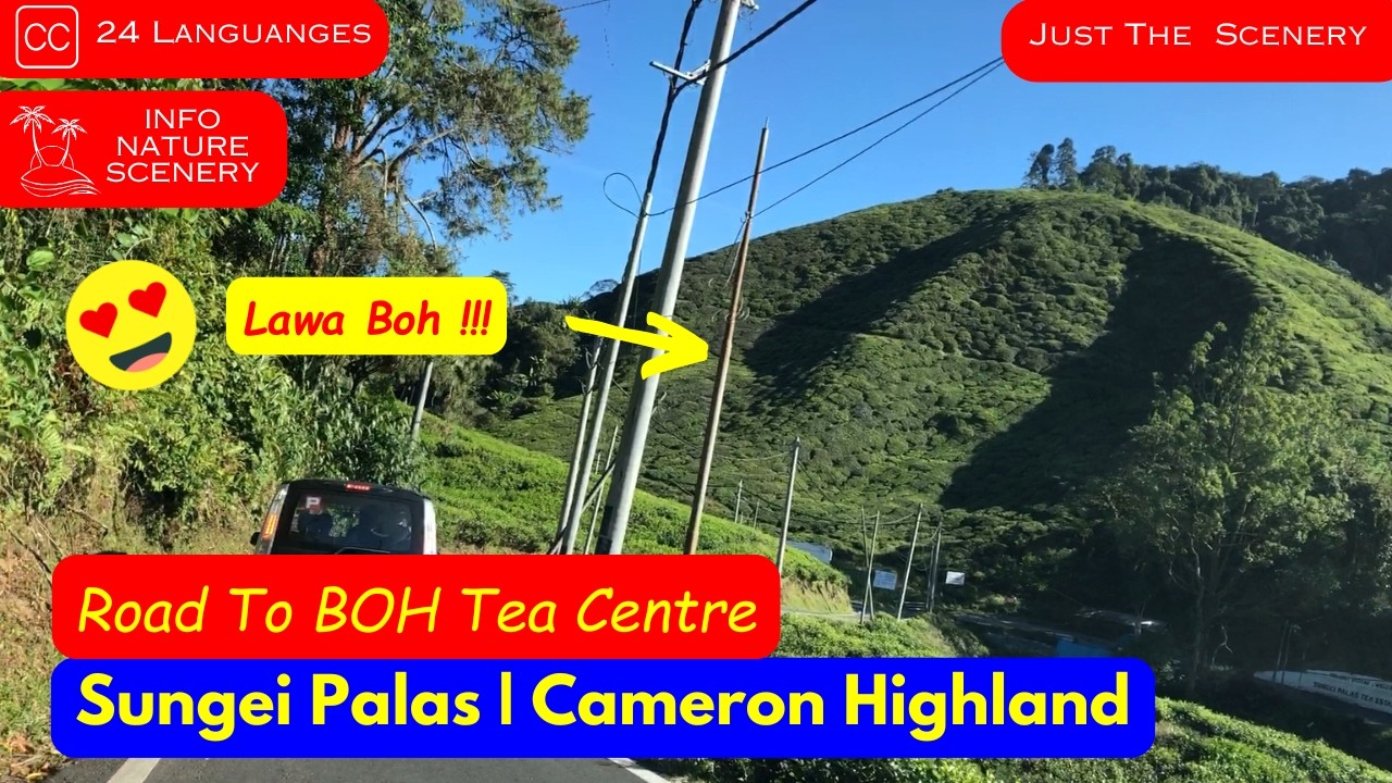 🏔️ Road to BOH Tea Centre (Just The Scenery), Sungei Palas | Cameron Highland, Pahang.