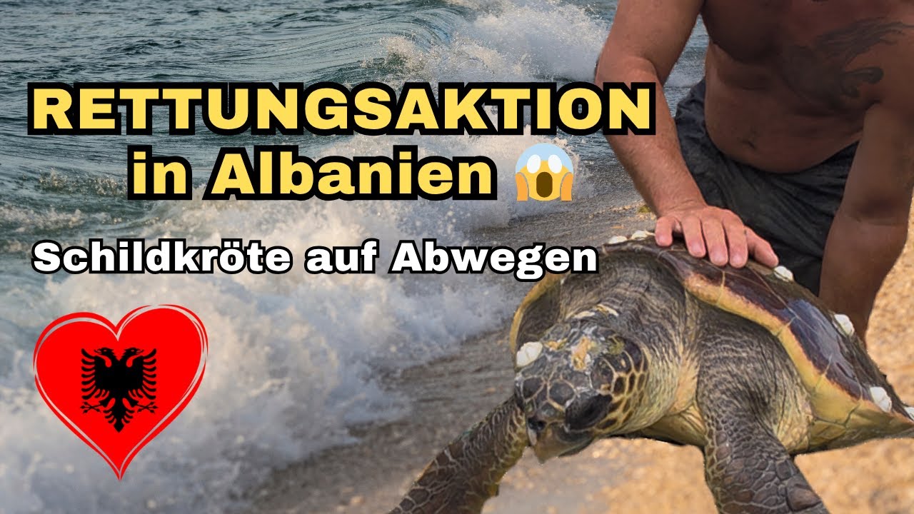 RETTUNGSAKTION in Albanien. Schildkröte auf Abwegen.