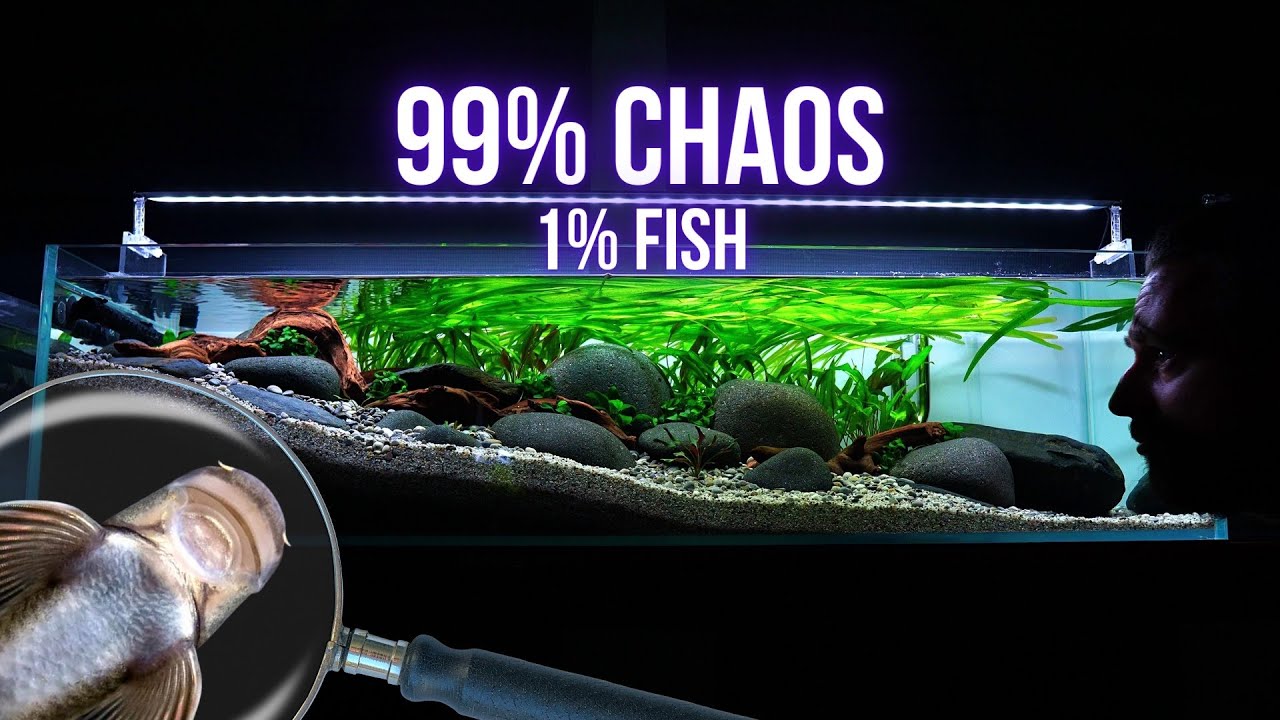 SPOTTED GARRA brings CHAOS to HILLSTREAM AQUARIUM | EP4 SLOPED RIVER TANK