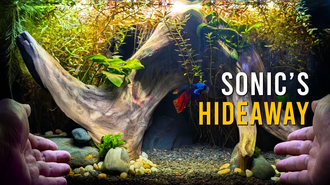 Создаём грандиозный аквариум для петушек с креветками-снежками и карликовыми коридорасами