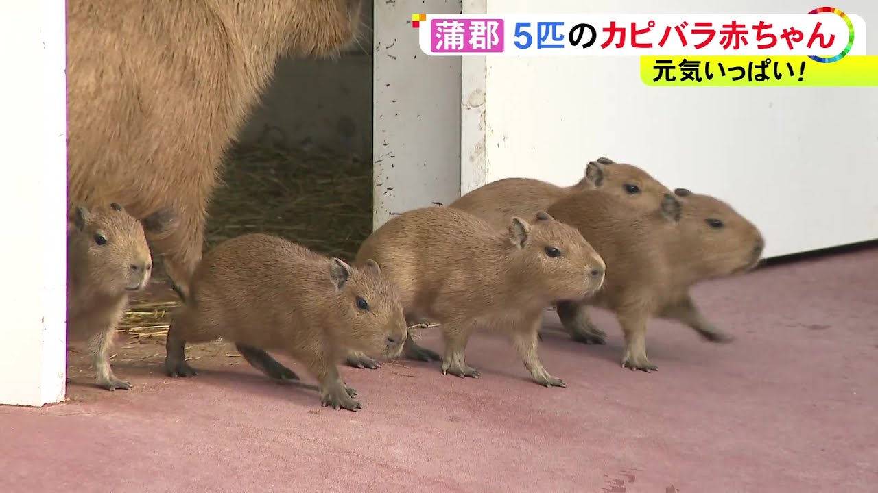 母親の周りをよちよち歩く…10/12に生まれたカピバラの赤ちゃん5匹を公開 愛知県蒲郡市・竹島水族館