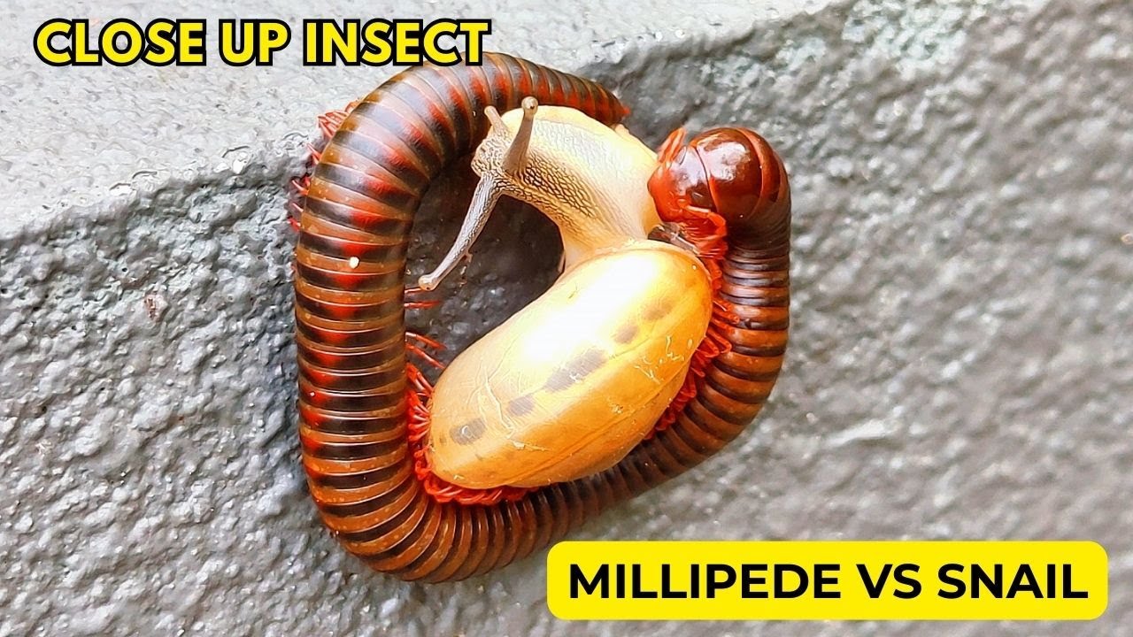 Millipede vs Snail Close Up | Amazing Insect and Snail Interaction
