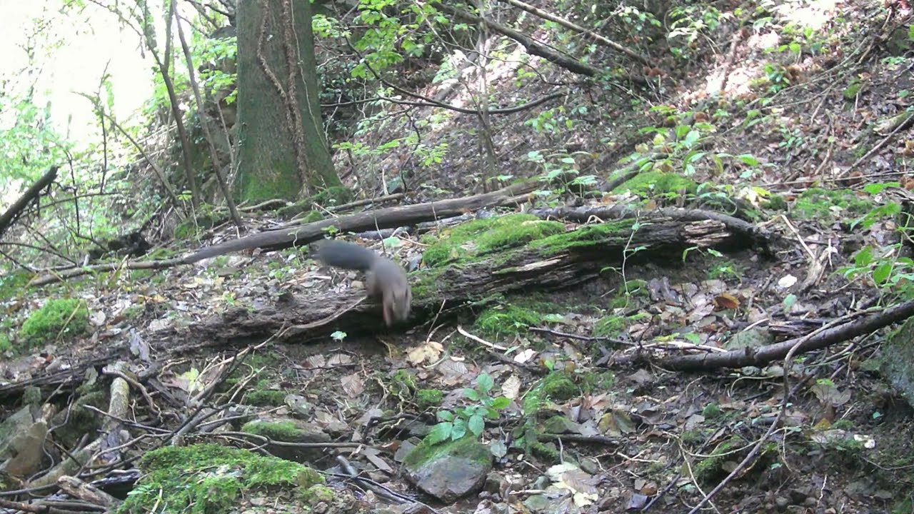Attimi naturali - Momenti di vita della fauna selvatica in Val Leogra