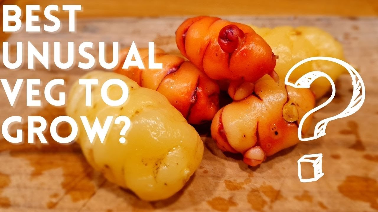 OCA - New Zealand Yam Harvest - Great Unusual Vegetable