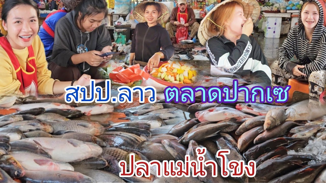 #สาวลาว #สาวลาวใต้ #เที่ยวลาวใต้  #ตลาด แม่ดาวเรืองเมืองปากเซ ลาวใต้ ปลาแม่น้ำโขง สดๆตัวใหญ่ๆ