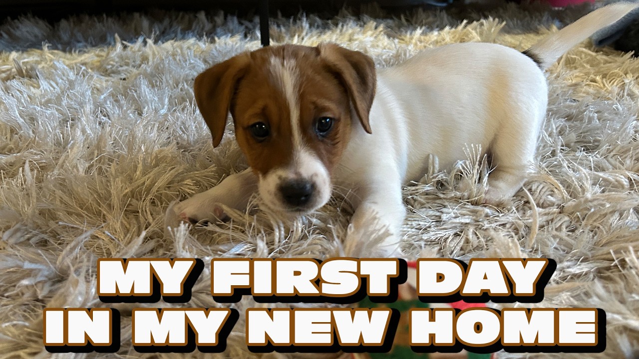 How Our New Puppy Reacted To His New Home