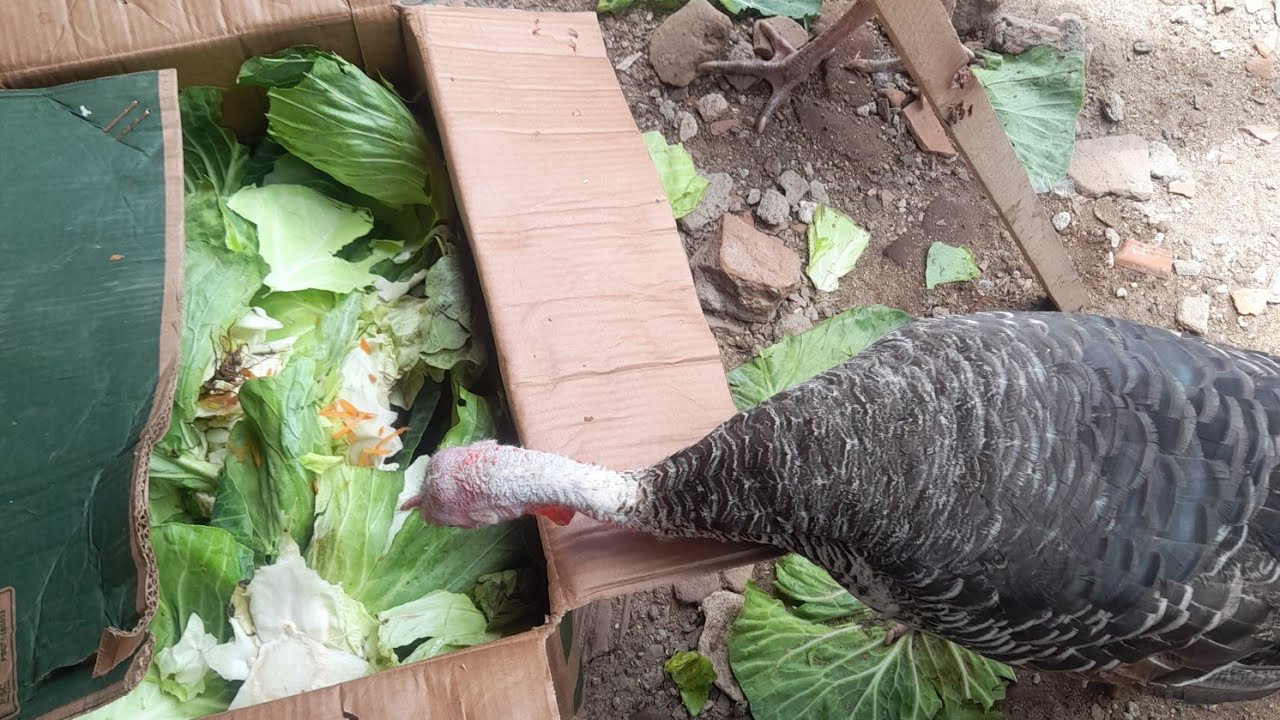 Banquete de repolho para as galinhas 🥬