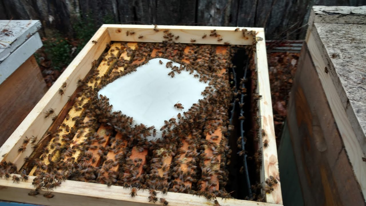 LIVE CHAT! Winter Feeding, Insulation and More!