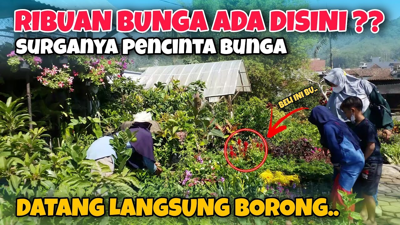 PASAR BUNGA DI BATU MALANG | RIBUAN BUNGA DISINI ⁉️ SEKAR MULYO SURGANYA PECINTA BUNGA - Cak Hanto