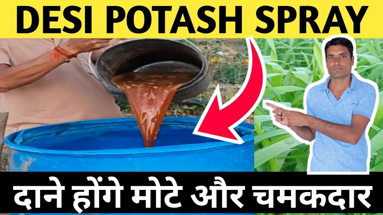 “Desi Potash Spray Banane Ki Sahi Vidhi | Dane Honge Mote Aur Bhaari (Part 2)”