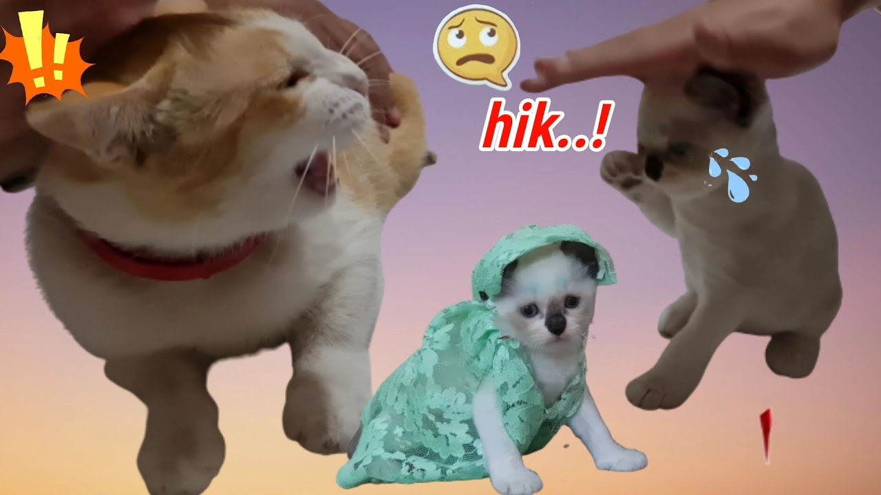 Gawat! Kucing Marco Beneran Marah + Cemburu ke Bayi Kucing Mochi 😭