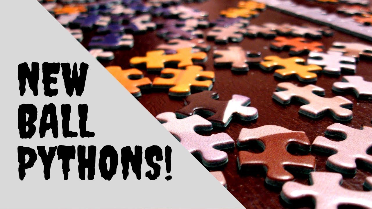 New Ball Pythons, Pieces to the Puzzle!
