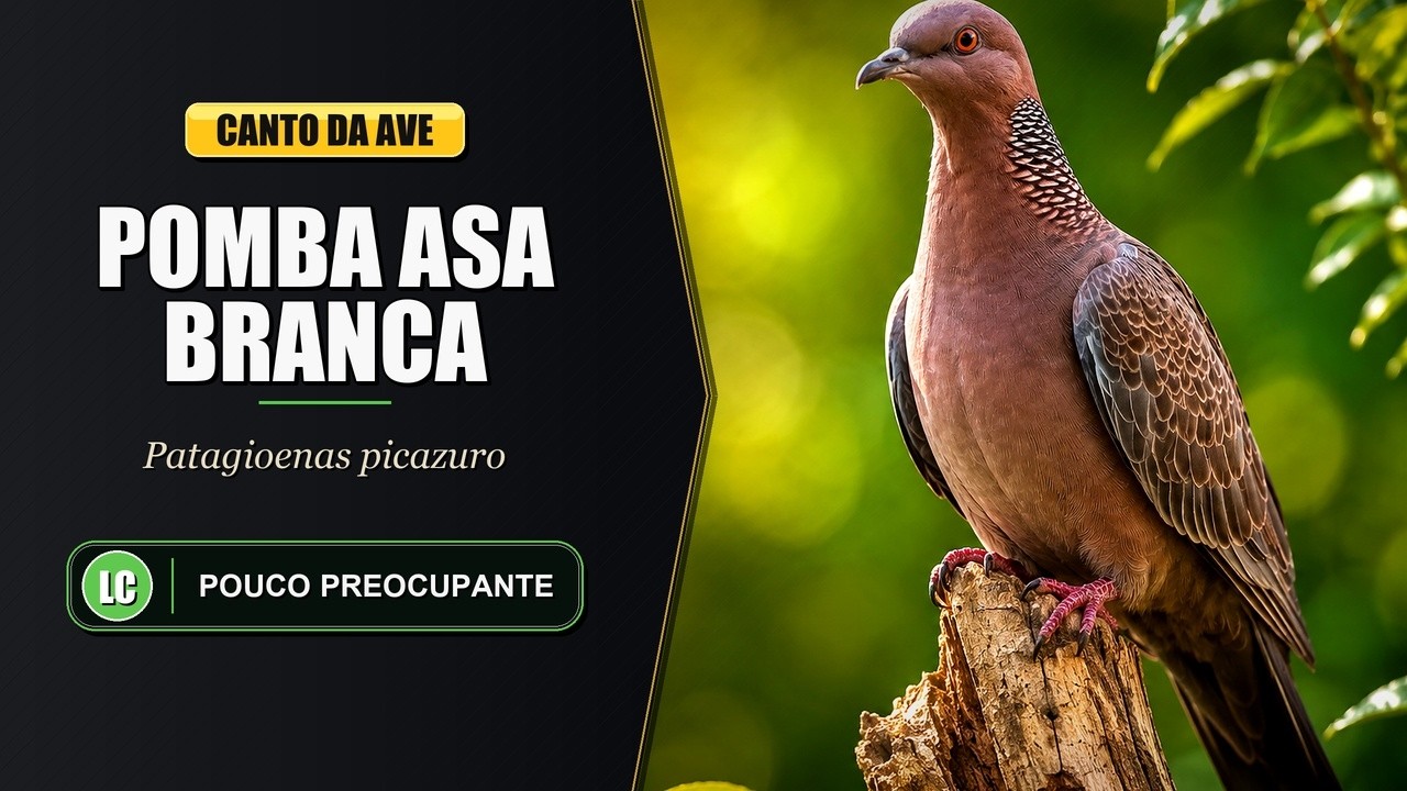 Canto da Pomba Asa Branca / Pombão / Pomba Carijó | Picazuro Pigeon | Patagioenas Picazuro