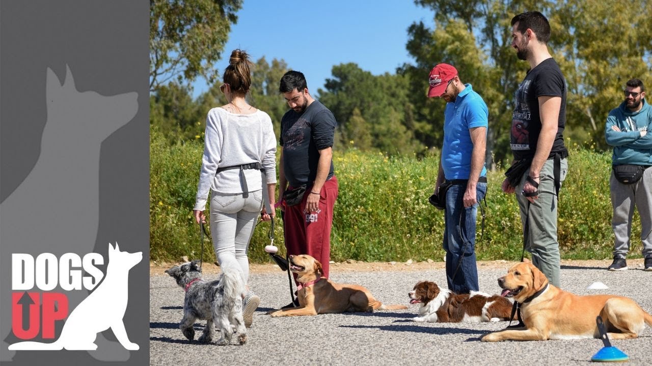 Ομαδικό μάθημα εκπαίδευσης και κοινωνικοποίησης σκύλων