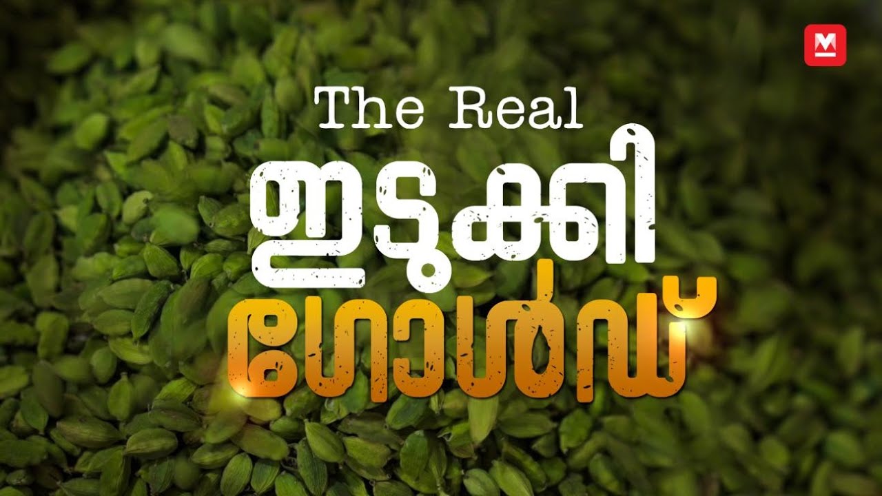 ഇടുക്കിയുടെ KGF | Story Of Idukki's Great Indian Green Cardamom | Manorama Online Originals