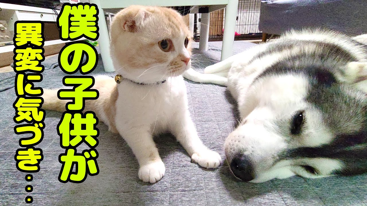 子猫のニャーと言う異変に気づき秒で駆けつけたハスキー犬達だったが...