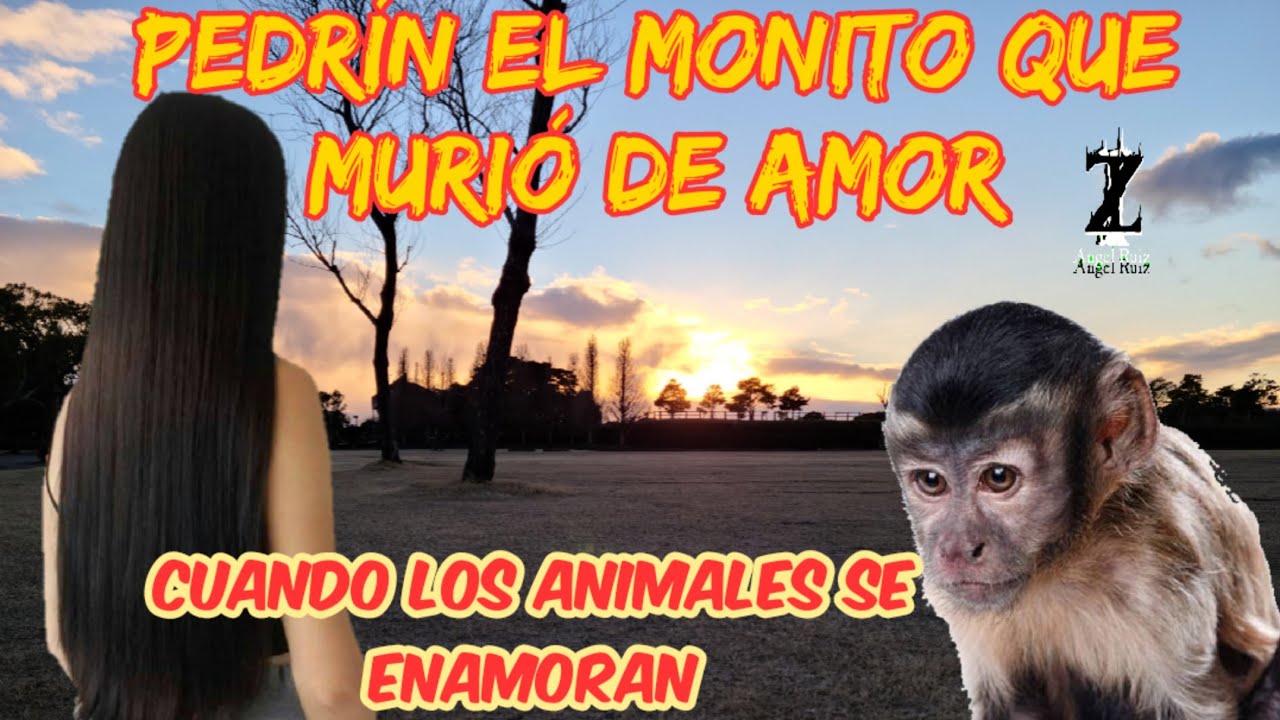 Pedrín el monito que murió de amor Cuando los animales se enamoran