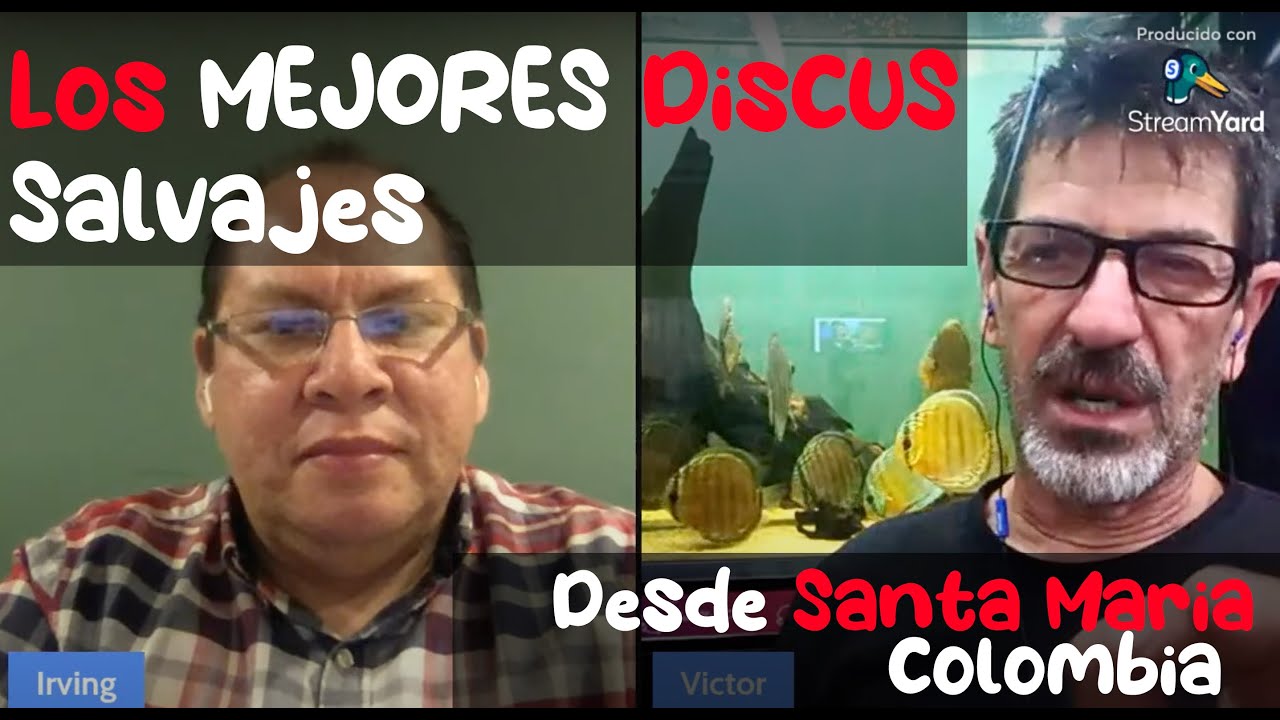 Hablando de Peces Disco SALVAJES con Victor Palomeque