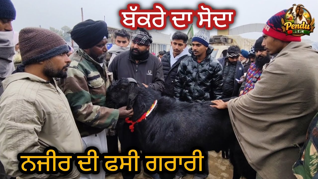 ਬੱਕਰੇ ਦਾ ਸੋਦਾ Maur Bakra Mandi #live_sauda #goatfarming #rajudirba #bakramandi #goat #raju #farming 