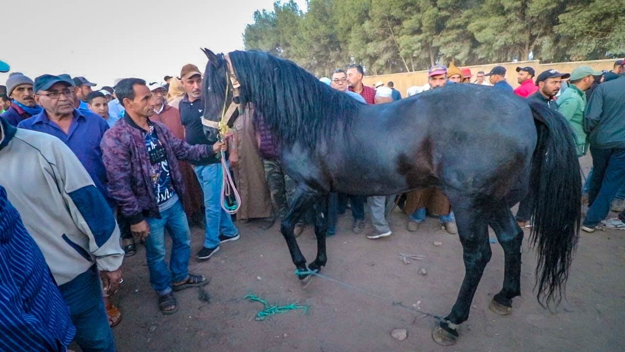 مقدم من حدكورت مدخل عود ولد العودة ديال الدار مربوع القد . حمد لله على سلامة سعودي رجع لتجارة الخيل
