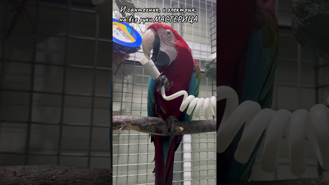 Sarah can do everything #изяизизраиля #izyafromisrael #сарочка #sarochka #macaw #попугай