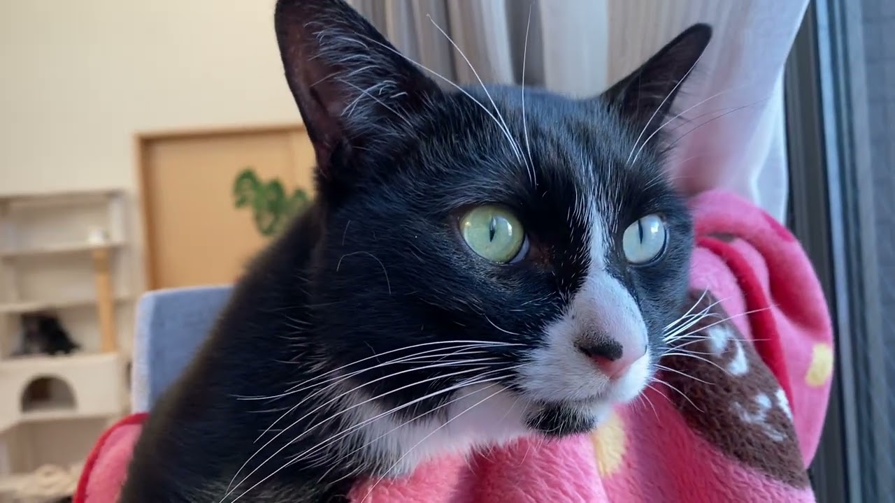 ご飯を食べた後はこちらで寝る猫達