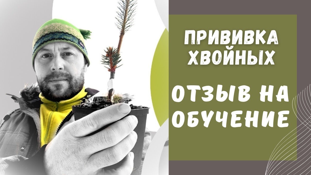 🌲ПРИВИВКА ХВОЙНЫХ 🌲Обзор/Отзыв на обучение у Александра Русинова|Стоит ли обучаться прививке онлайн?