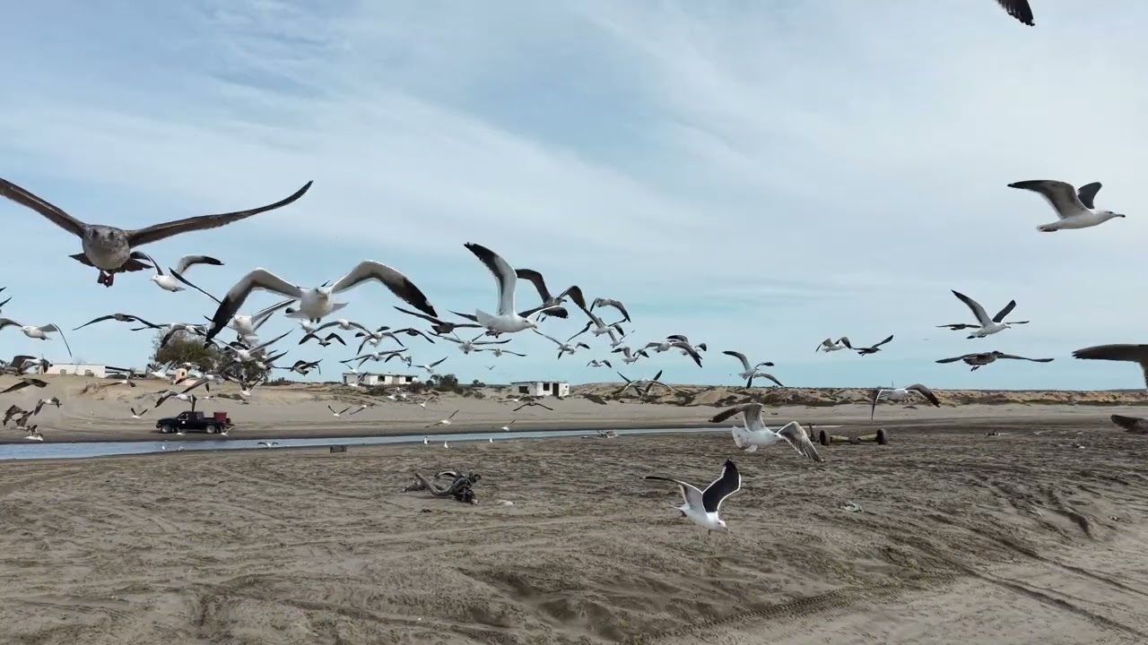 LA BAJA MAGICA, Travesia del desierto de Baja California