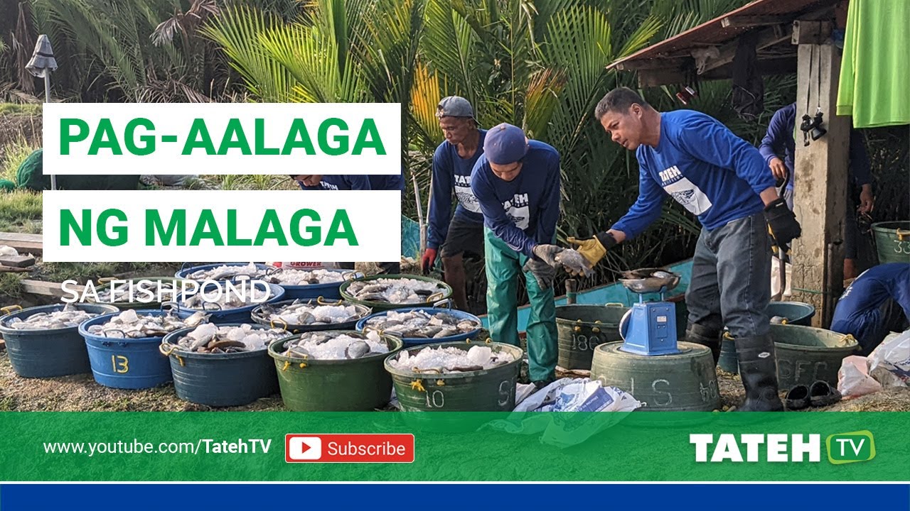 [UPDATED] Pag-aalaga ng Malaga sa Fishponds | Episode 120