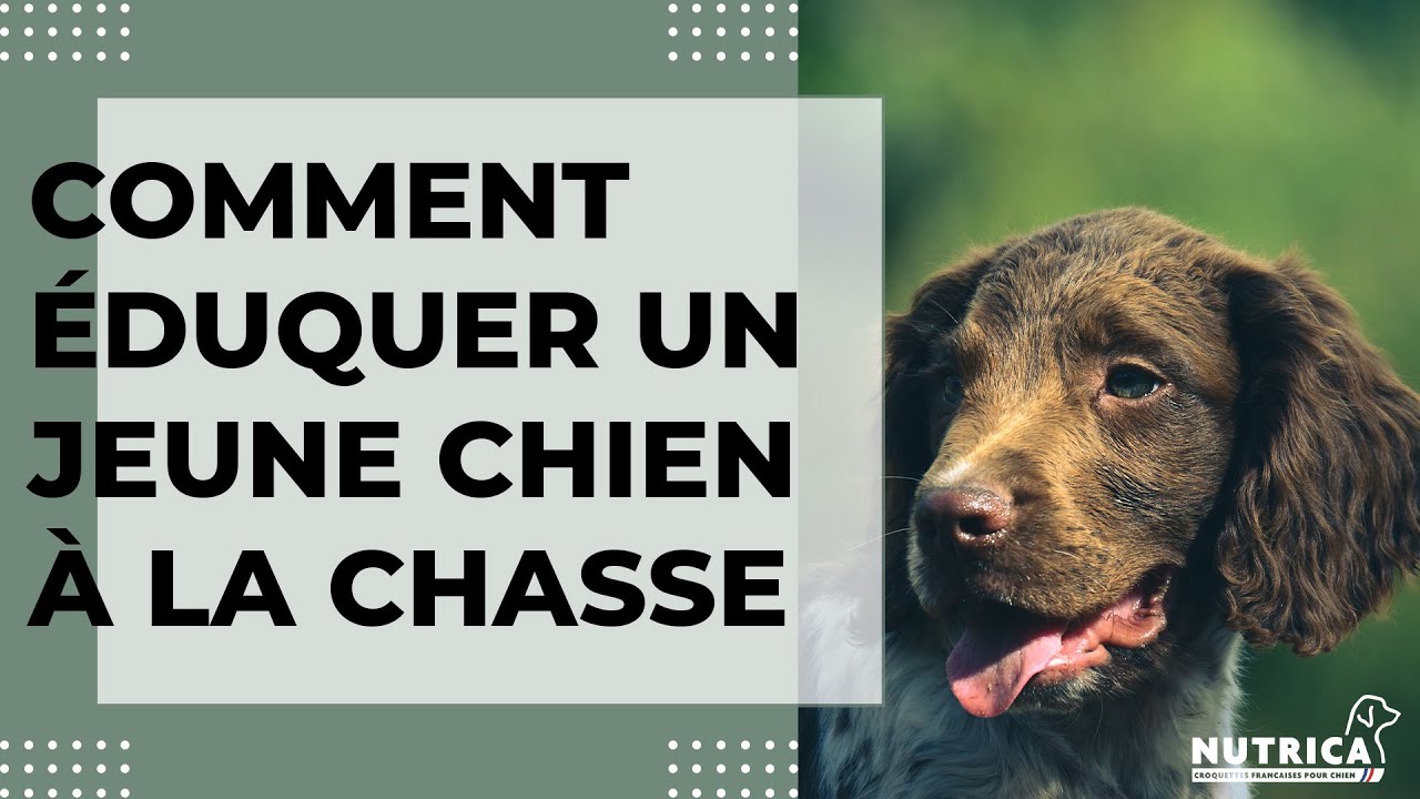Comment éduquer un jeune chiot pour la chasse ?