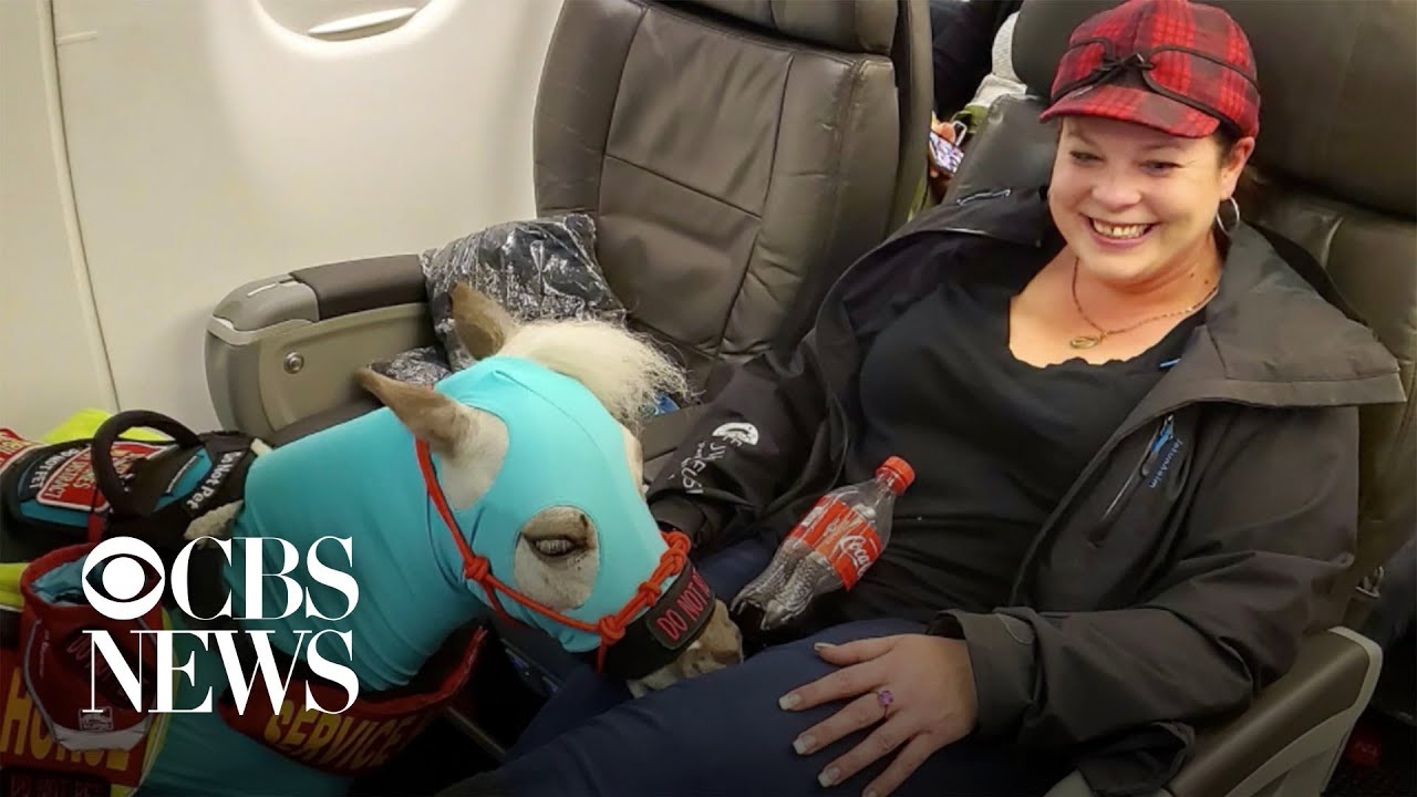Woman takes miniature horse on plane as service animal