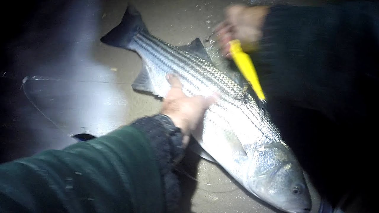 FALL STRIPED BASS Surf Fishing - STRAY SURF STRIPERS - Night NEEDLEFISH ACTION